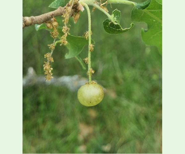 Neuroterus quercusbaccarum