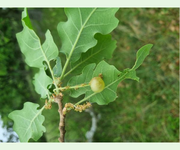 Neuroterus quercusbaccarum