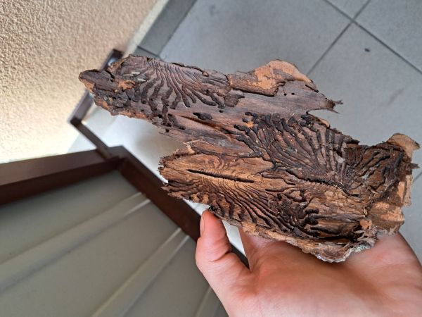 European spruce bark beetle