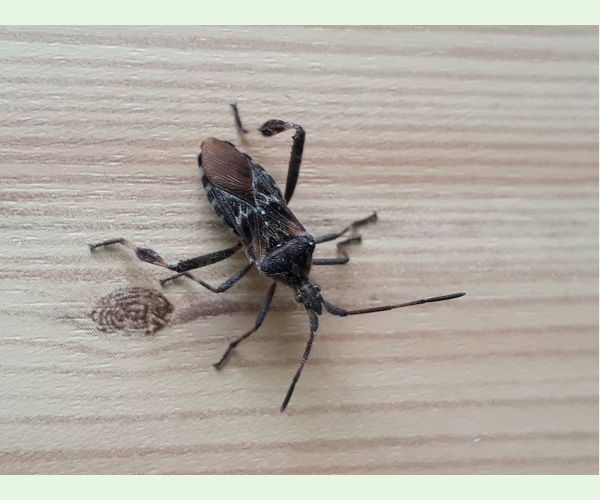 Leptoglossus occidentalis