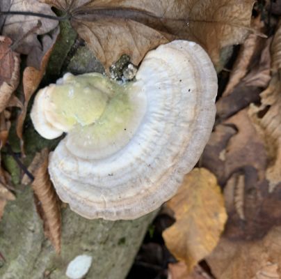 Trametes gibbosa