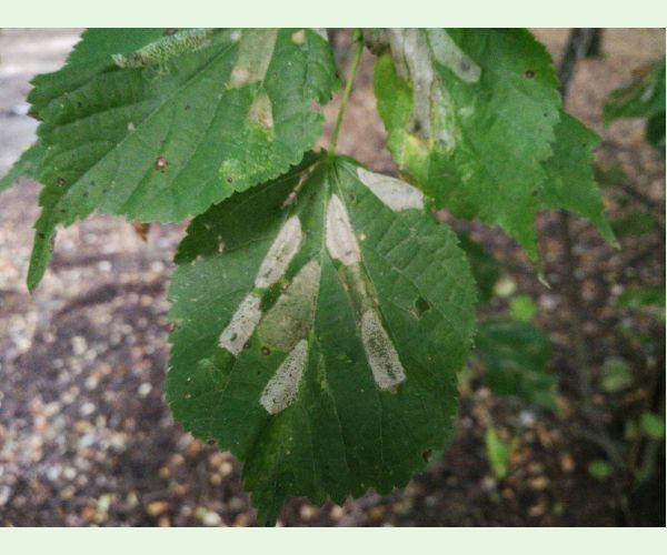 Phyllonorycter issikii