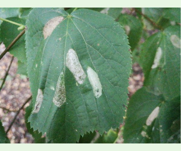 Phyllonorycter issikii