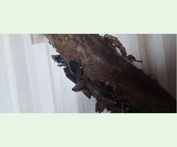 Auricularia auricula-judae