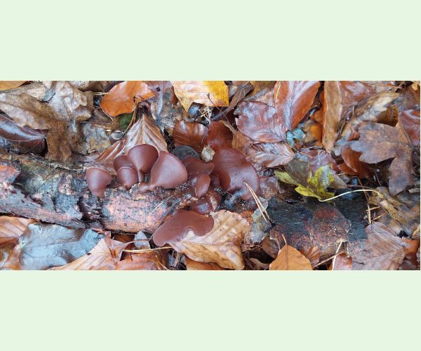 Auricularia auricula-judae