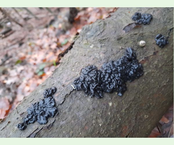 Exidia glandulosa