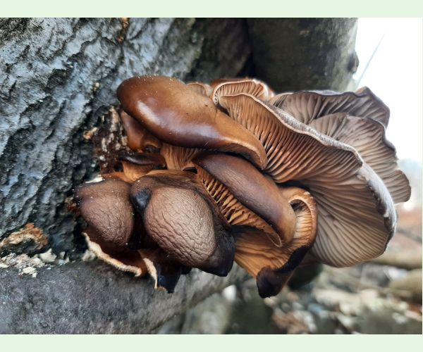 Pleurotus ostreatus