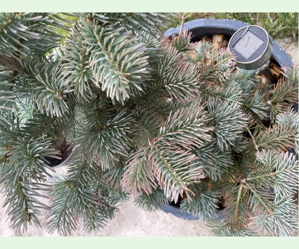 Rhizosphaera kalkhoffii