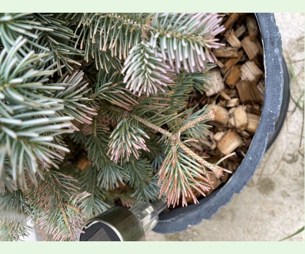 Rhizosphaera kalkhoffii