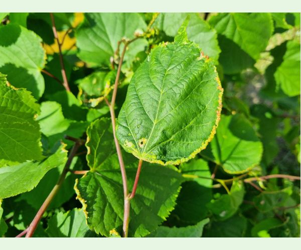 Phytoptus tetratrichus