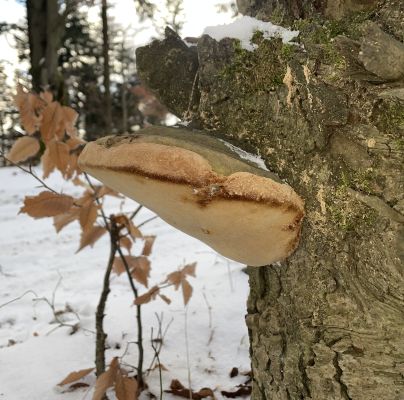 Phellinus hartigii