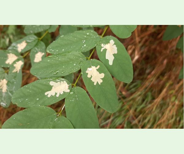 Parectopa robiniella