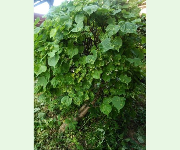 Eriophyes leiosoma = exilis