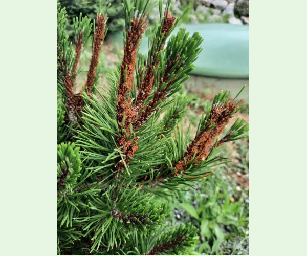 Acantholyda hieroglyphica