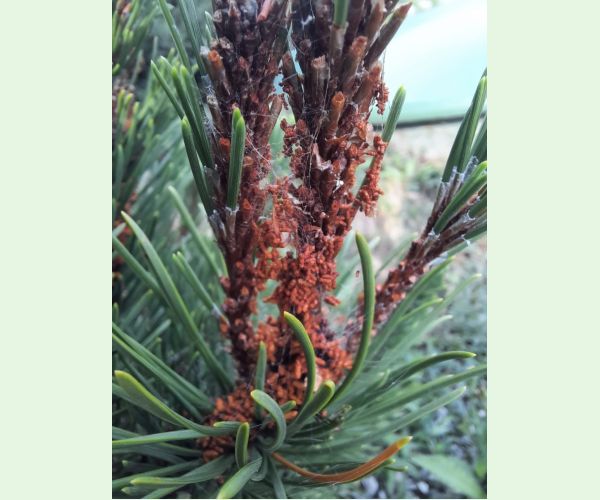 Acantholyda hieroglyphica