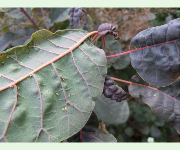 A - nejednoznačne určený, nie sme si istí