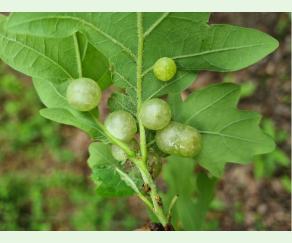 Neuroterus quercusbaccarum