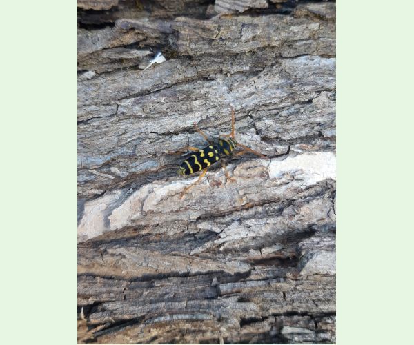 Plagionotus arcuatus