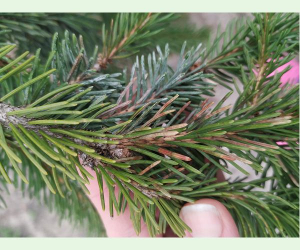 Rhizosphaera kalkhoffii