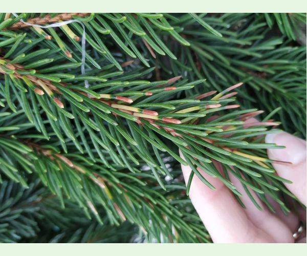 Rhizosphaera kalkhoffii