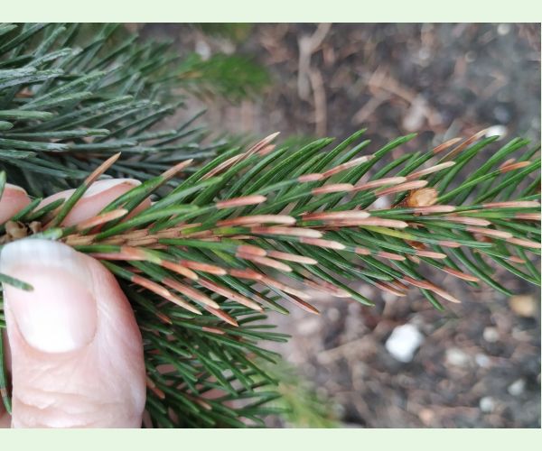 Rhizosphaera kalkhoffii