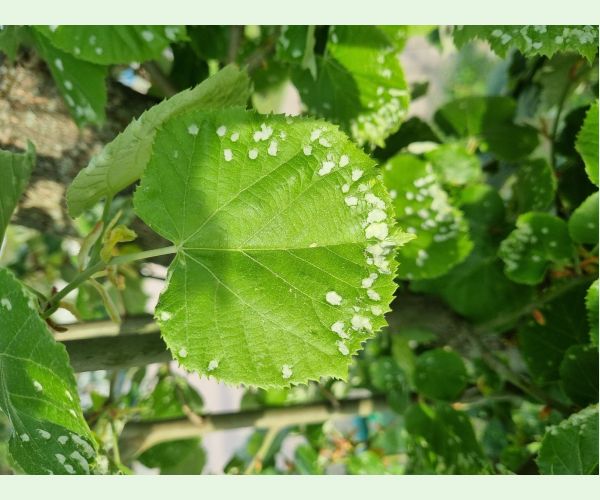 Phytoptus tetratrichus