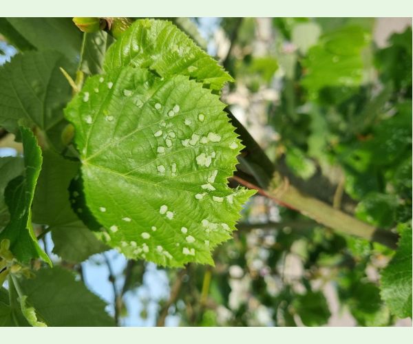 Phytoptus tetratrichus