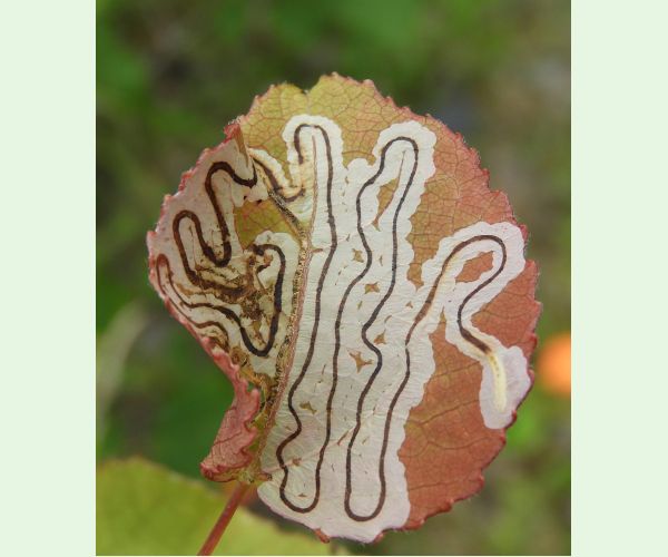 A - nejednoznačne určený, nie sme si istí