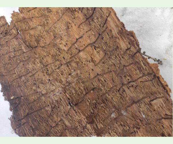 Hylesinus varius (=fraxini)