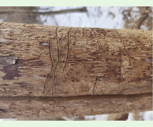 Hylesinus varius (=fraxini)