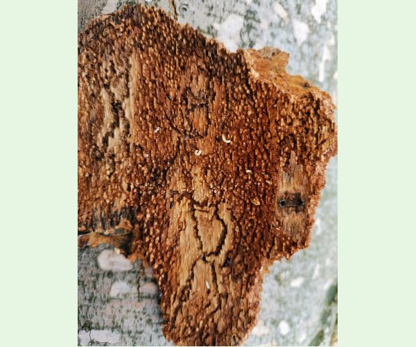 Taphrorychus bicolor