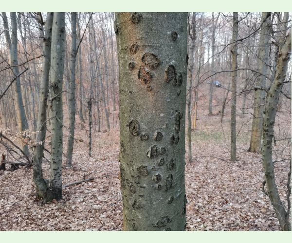 Taphrorychus bicolor