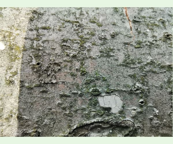 Taphrorychus bicolor