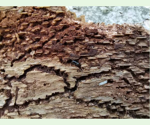 Taphrorychus bicolor