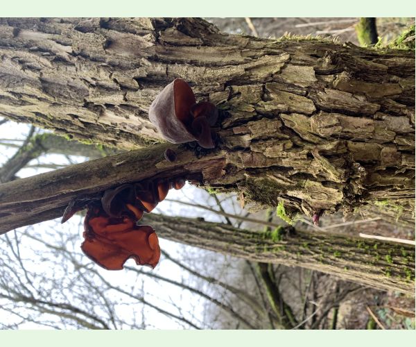 Auricularia auricula-judae