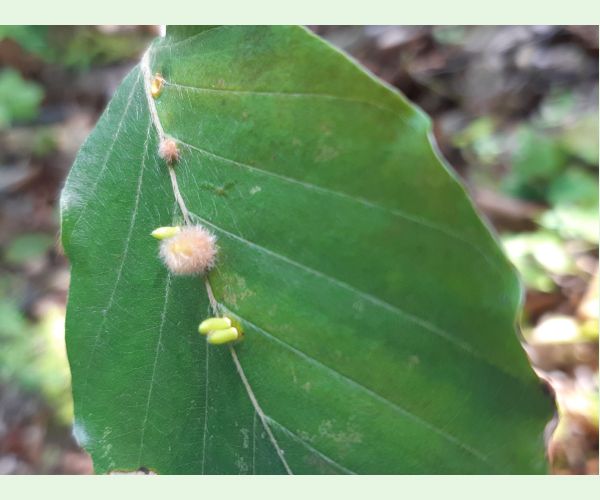 Hartigiola annulipes