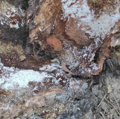 Spondylis buprestoides