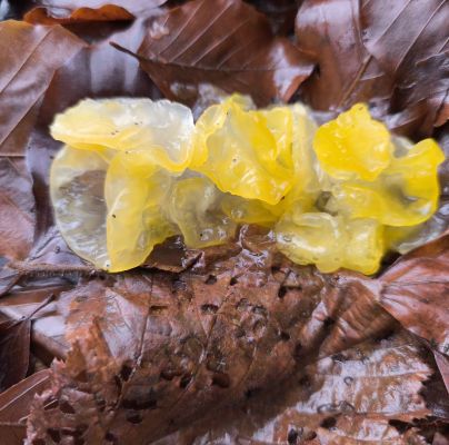 A - nie je v databáze