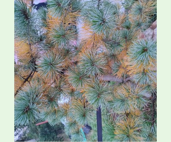 Lophodermium pinastri