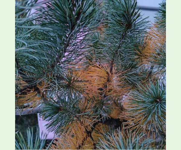 Lophodermium pinastri