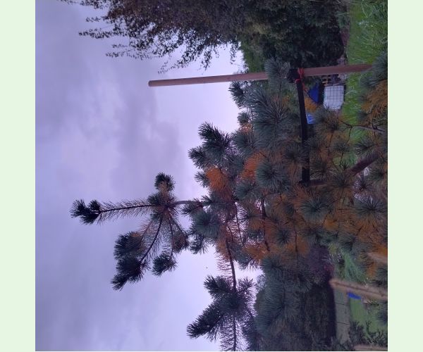 Lophodermium pinastri