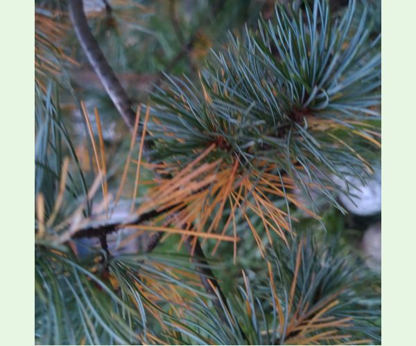 Lophodermium pinastri