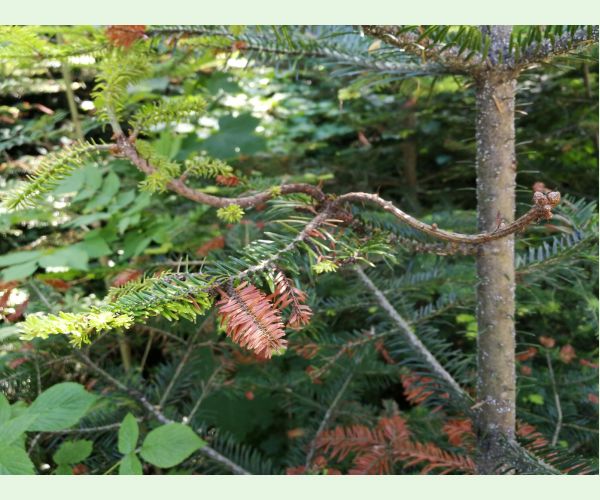 Dreyfusia nordmannianae