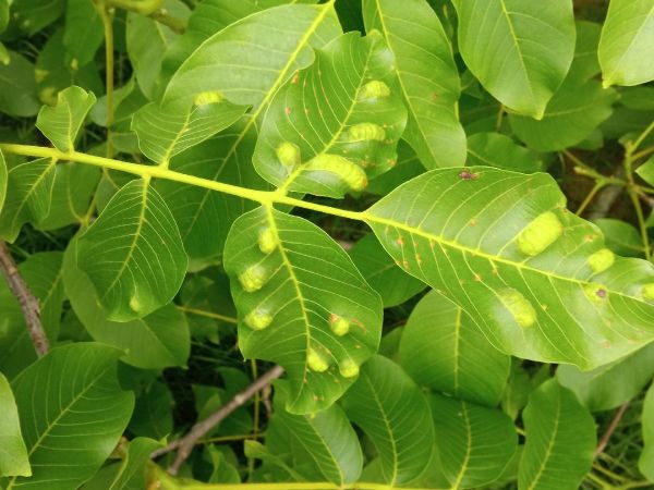 Walnut leaf gall mite