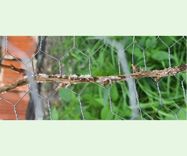 A - Ambiguously determined, we are not sure