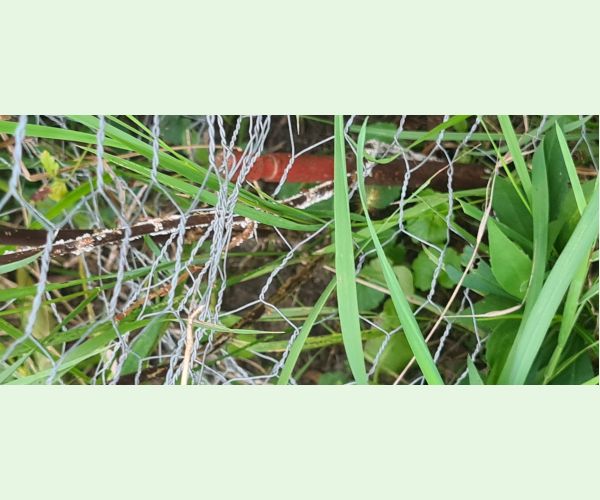 A - Ambiguously determined, we are not sure