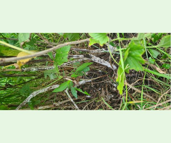 A - Ambiguously determined, we are not sure