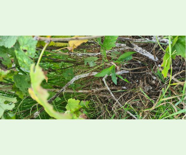 A - Ambiguously determined, we are not sure