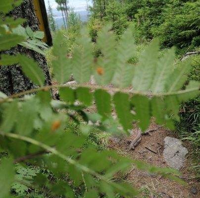 Gymnosporangium cornutum