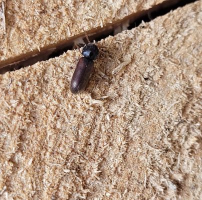 Ptilinus pectinicornis